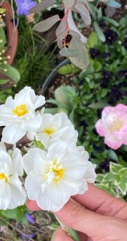 植物が語りかけてくる。と言うのはホントの話