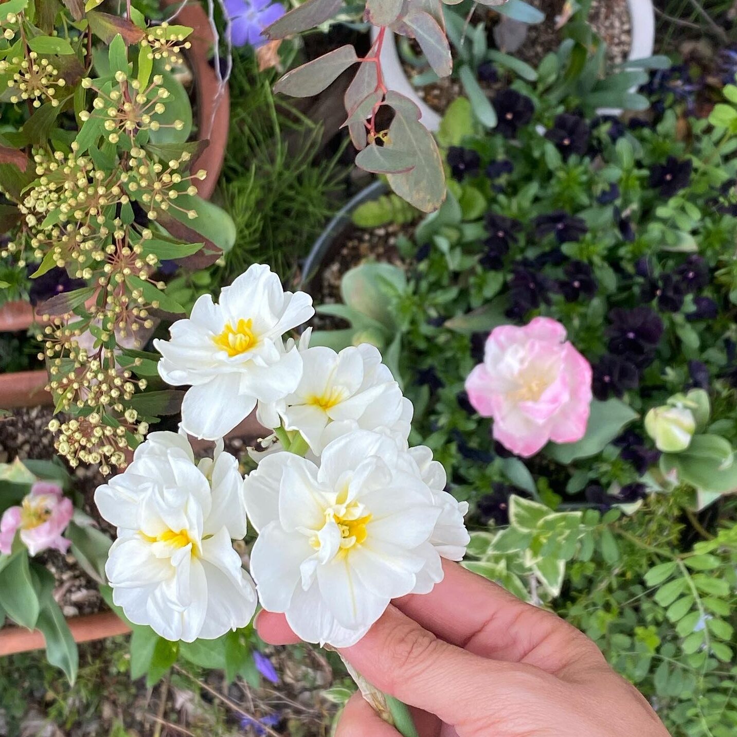 植物が語りかけてくる。と言うのはホントの話