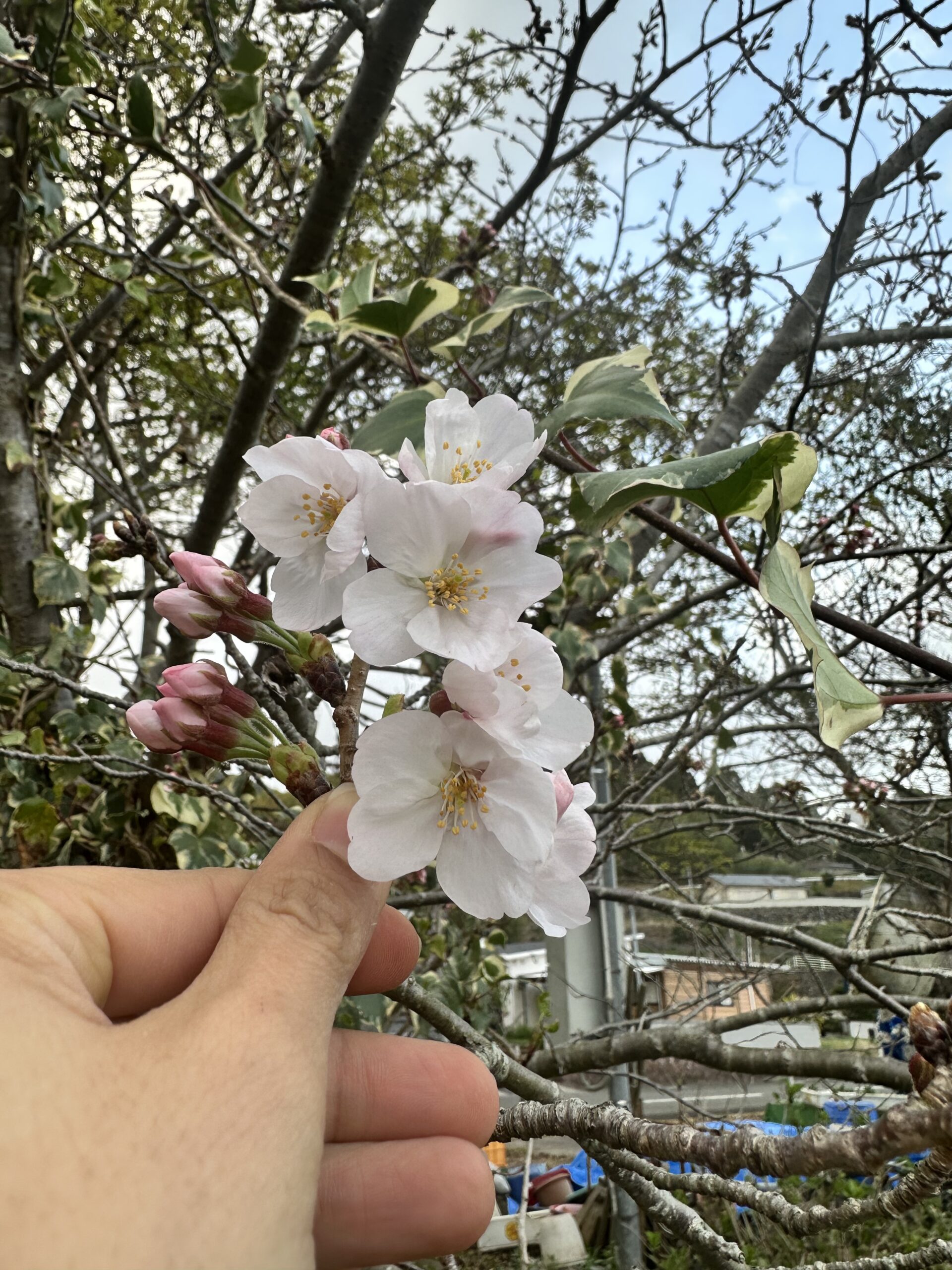 温暖化と花見の今後について想像してみた
